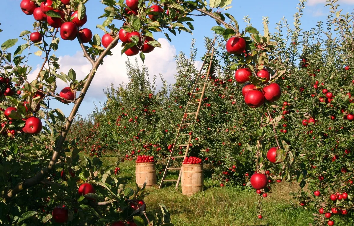 apples, orchard, apple trees, apple orchard, harvest, produce, organic, fresh, red apples, harvesting, ladder, nature, fruits, branches, natural, outdoors, rura